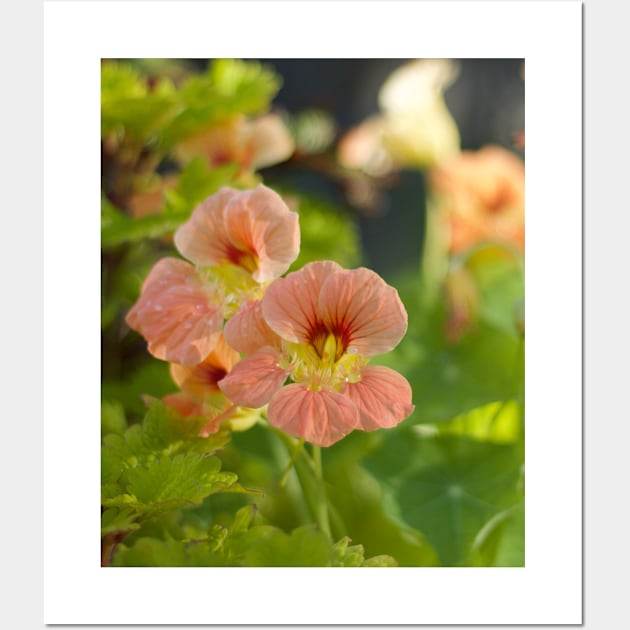 Nasturtium Wall Art by MistyLakeArt